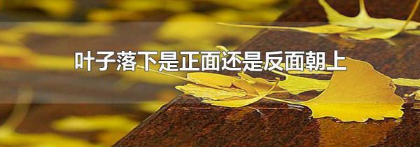 叶子落下是正面还是反面朝上