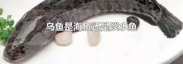 乌鱼是海鱼还是淡水鱼