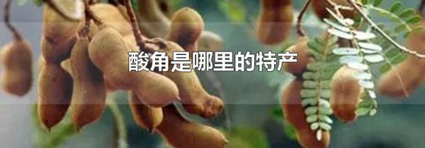 酸角是哪里的特产