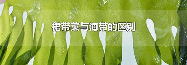 裙带菜与海带的区别