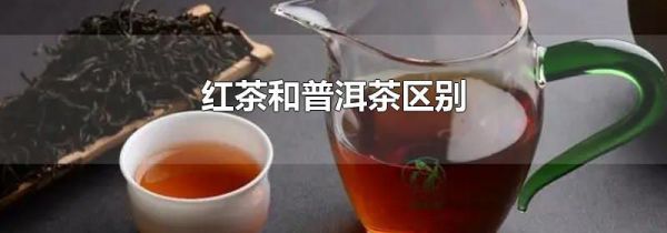 红茶和普洱茶区别