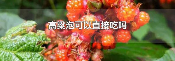 高粱泡可以直接吃吗