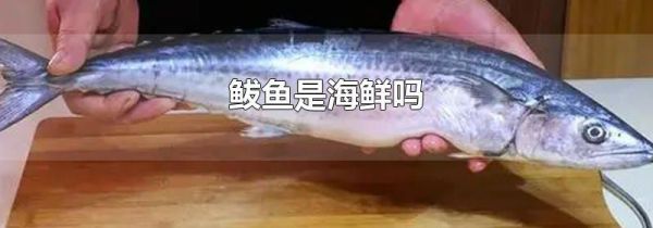 鲅鱼是海鲜吗