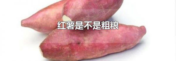 红薯是不是粗粮