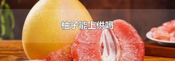 柚子能上供吗
