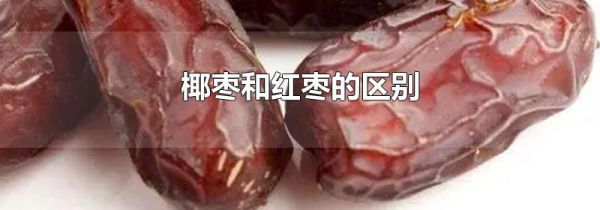 椰枣和红枣的区别