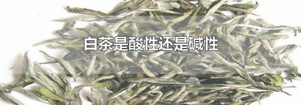 白茶是酸性还是碱性