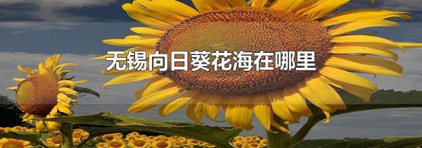 无锡向日葵花海在哪里