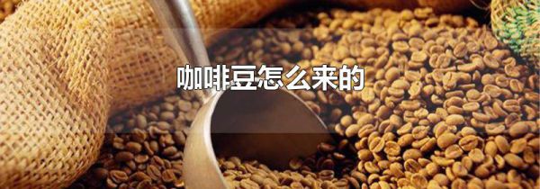 咖啡豆怎么来的