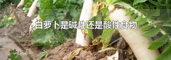 白萝卜是碱性还是酸性食物