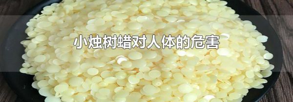 小烛树蜡对人体的危害