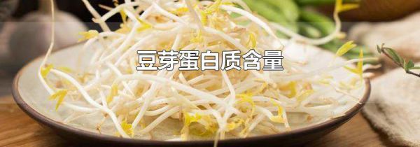 豆芽蛋白质含量