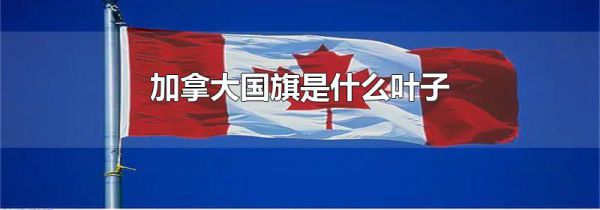 加拿大国旗是什么叶子