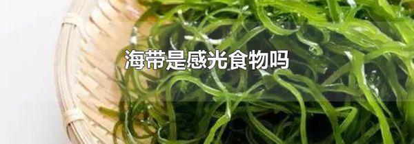 海带是感光食物吗