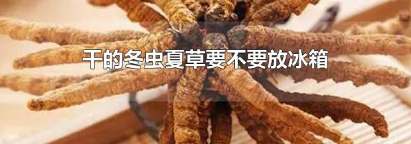 干的冬虫夏草要不要放冰箱