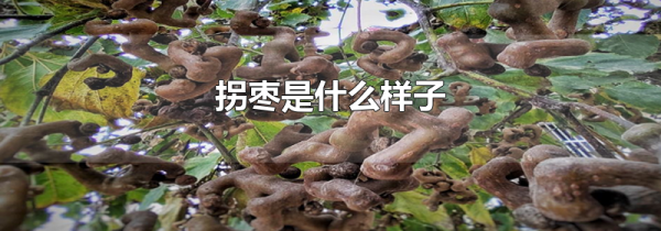 拐枣是什么样子