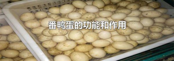 番鸭蛋的功能和作用