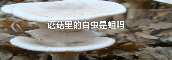蘑菇里的白虫是蛆吗