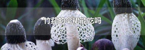 竹荪的伞裙能吃吗