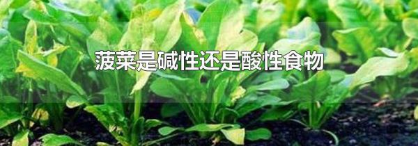 菠菜是碱性还是酸性食物