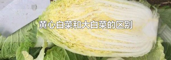 黄心白菜和大白菜的区别