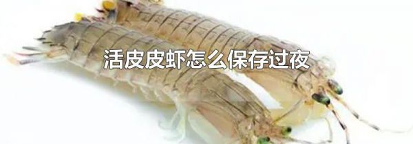 活皮皮虾怎么保存过夜