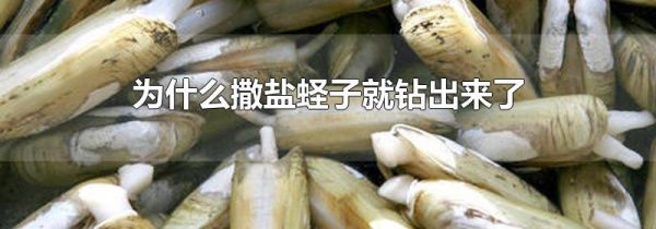 为什么撒盐蛏子就钻出来了