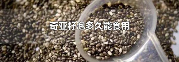 奇亚籽泡多久能食用