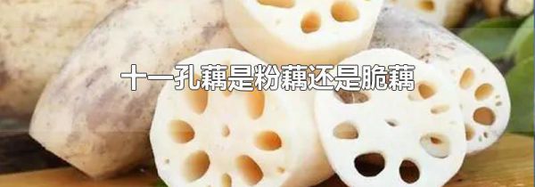 十一孔藕是粉藕还是脆藕
