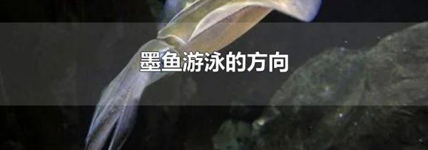 墨鱼游泳的方向