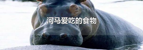 河马爱吃的食物