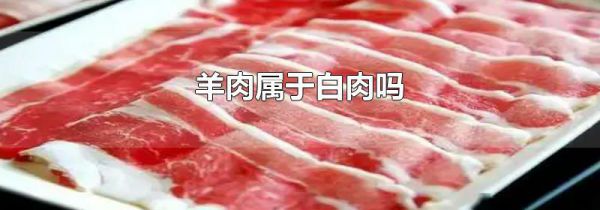 羊肉属于白肉吗