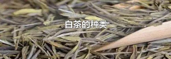 白茶的种类
