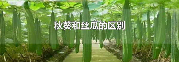 秋葵和丝瓜的区别