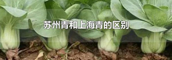 苏州青和上海青的区别