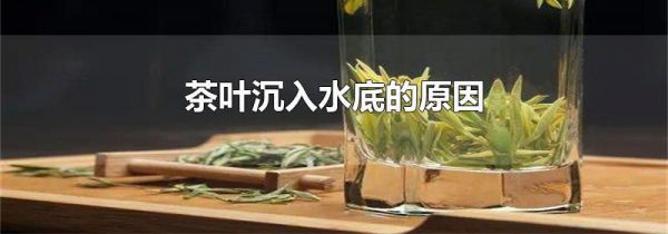 茶叶沉入水底的原因