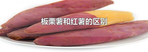 板栗薯和红薯的区别