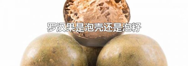 罗汉果是泡壳还是泡籽