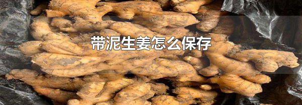 带泥生姜怎么保存