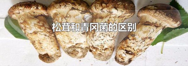 松茸和青冈菌的区别