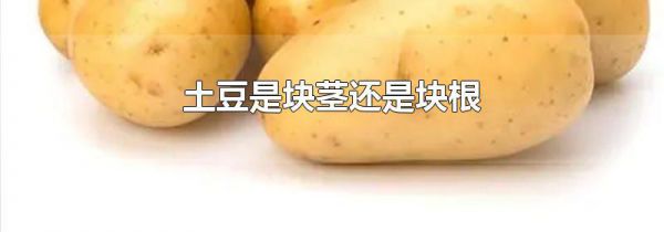 土豆是块茎还是块根