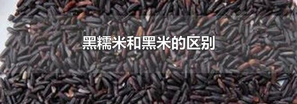 黑糯米和黑米的区别