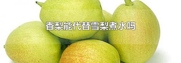 香梨能代替雪梨煮水吗