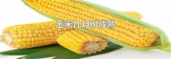 玉米几月份成熟