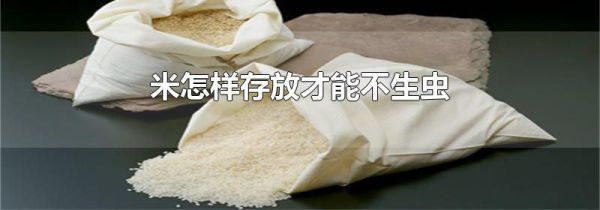 米怎样存放才能不生虫