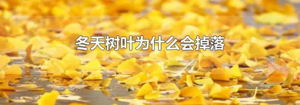 冬天树叶为什么会掉落