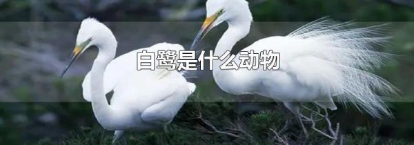 白鹭是什么动物