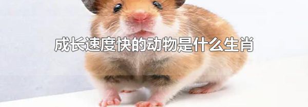 成长速度快的动物是什么生肖