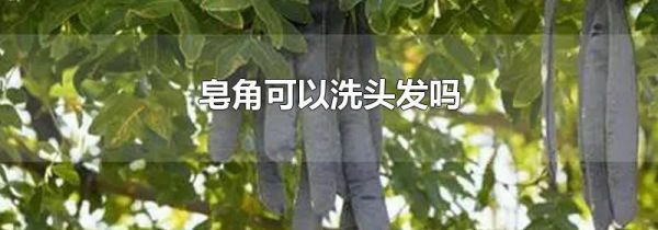 皂角可以洗头发吗