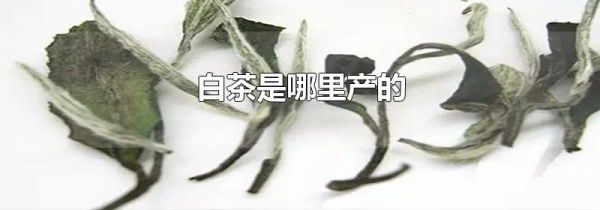 白茶是哪里产的